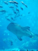 One of 4 whale sharks